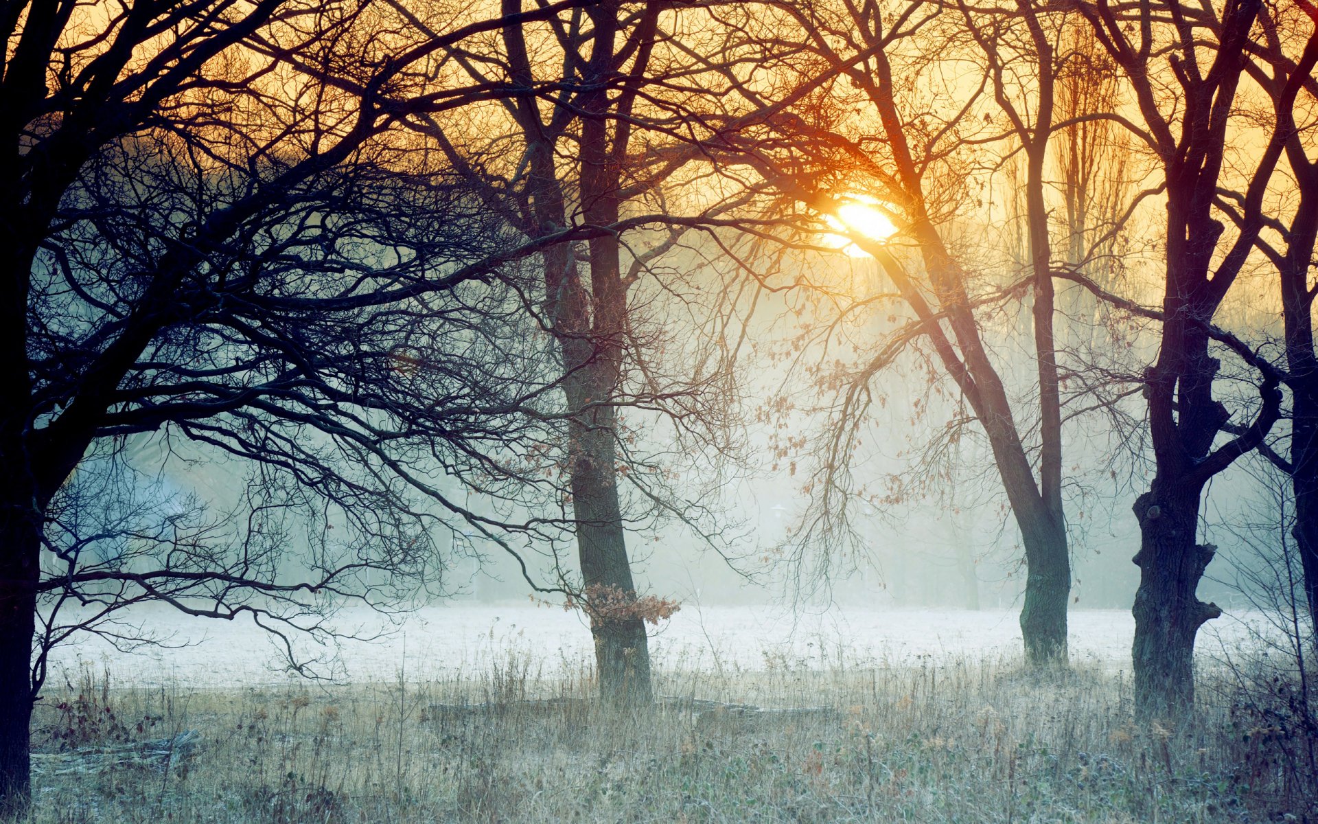 закат деревья солнце