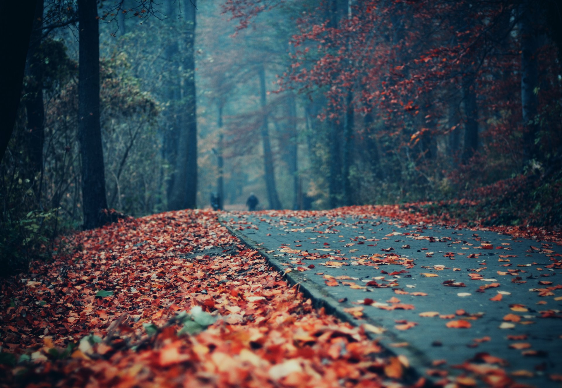 jesień park liście ścieżka ludzie