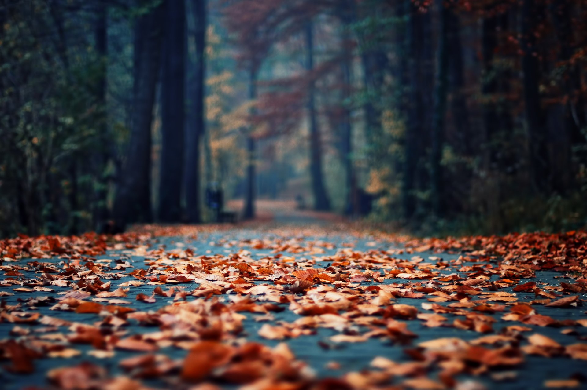 otoño parque mañana hojas follaje asfalto enfoque bokeh