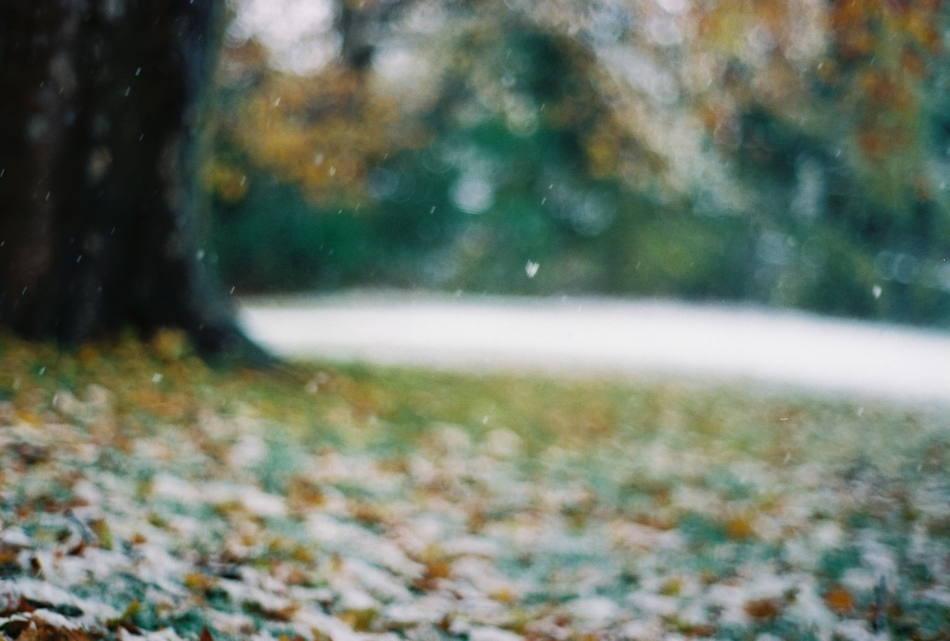 arbre feuilles fin de l automne première neige flocons de neige flou éblouissement bokeh