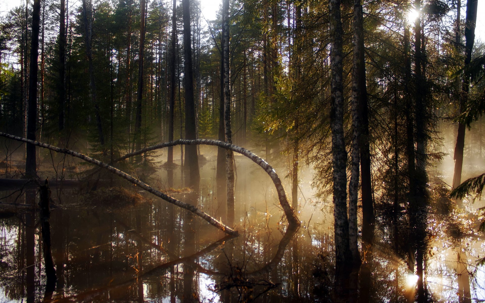 forêt arbres lumière nature