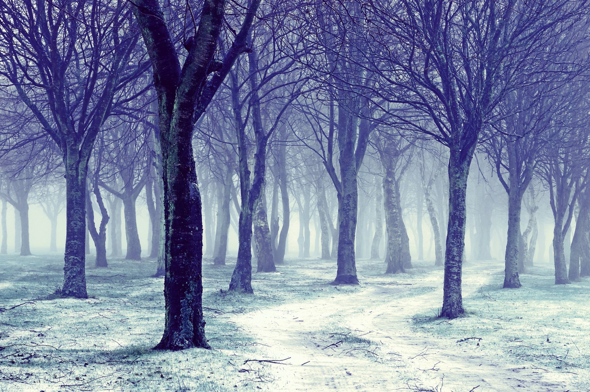 naturaleza invierno árboles desnudo carretera nieve