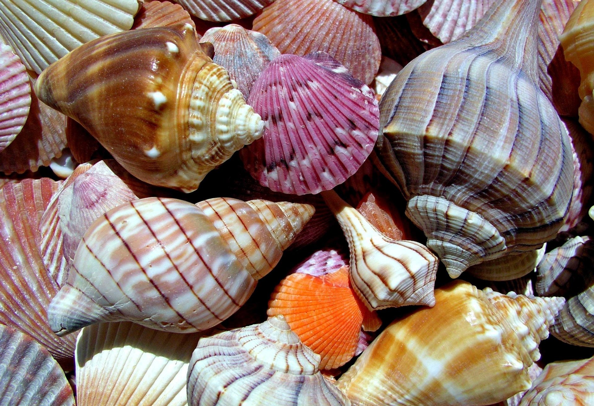 natur meereswelt muscheln gefärbt makro