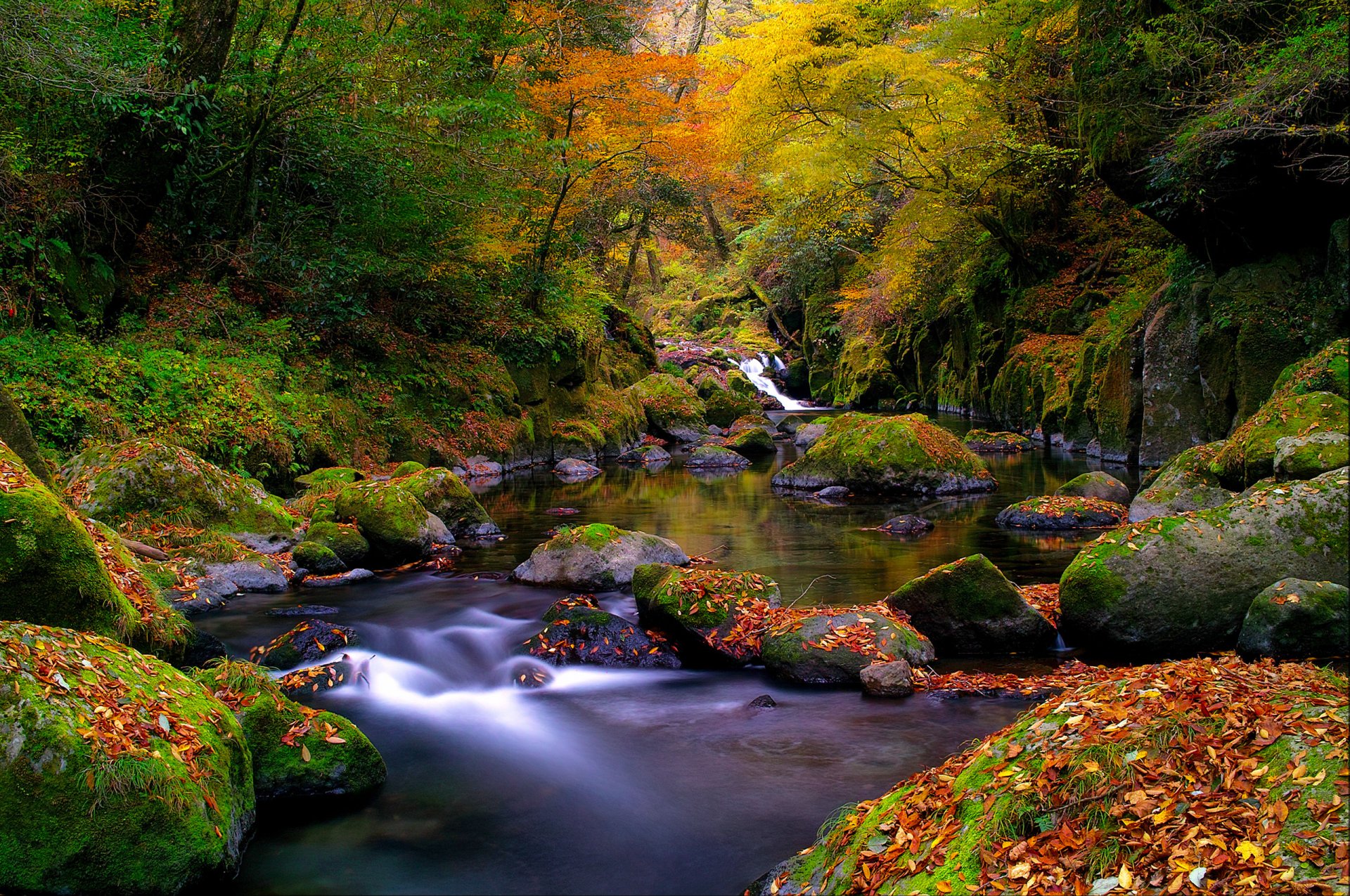 natura foresta fiume ruscello rocce muschio foglie autunno