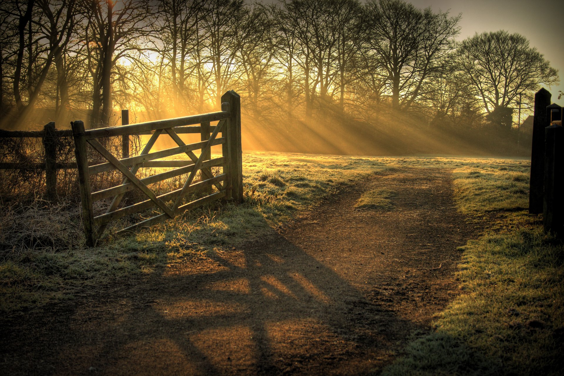 nature matin lumière rayons