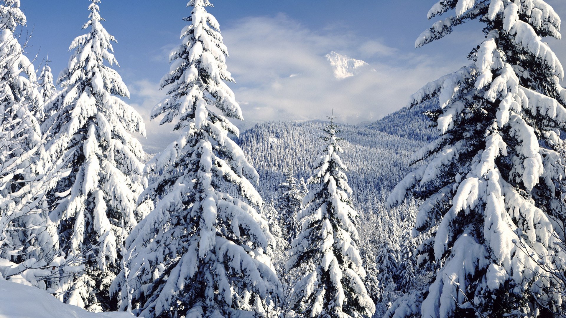 winter nature forest christmas tree