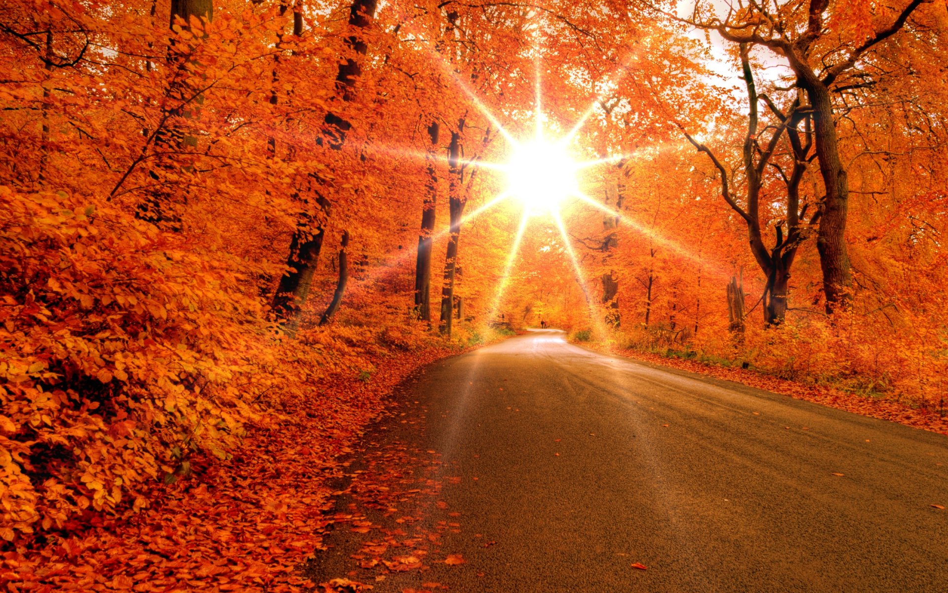 autunno foresta alberi foglie strada sole raggi