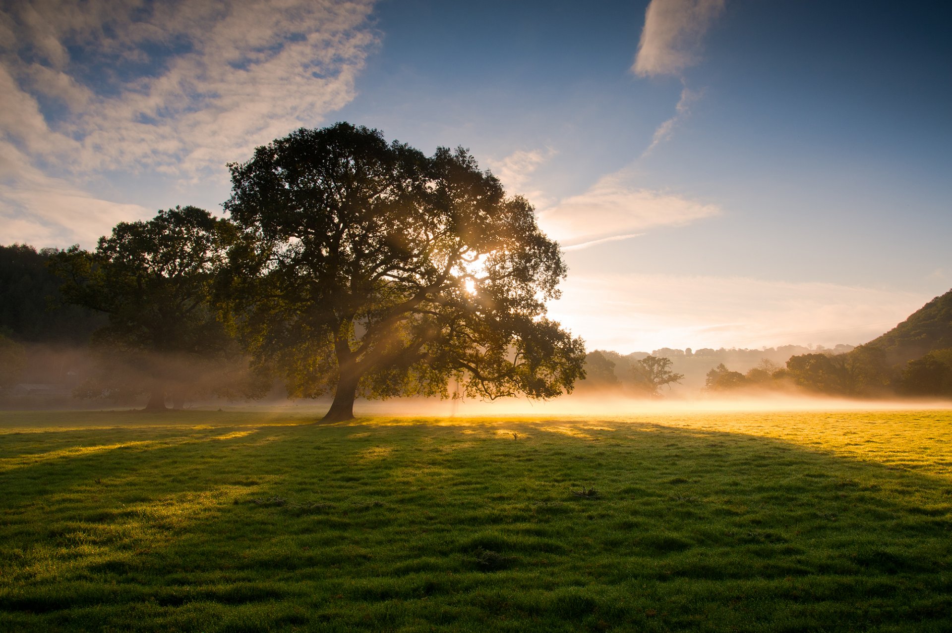 naturaleza árbol niebla hierba rocío sol luz rayos