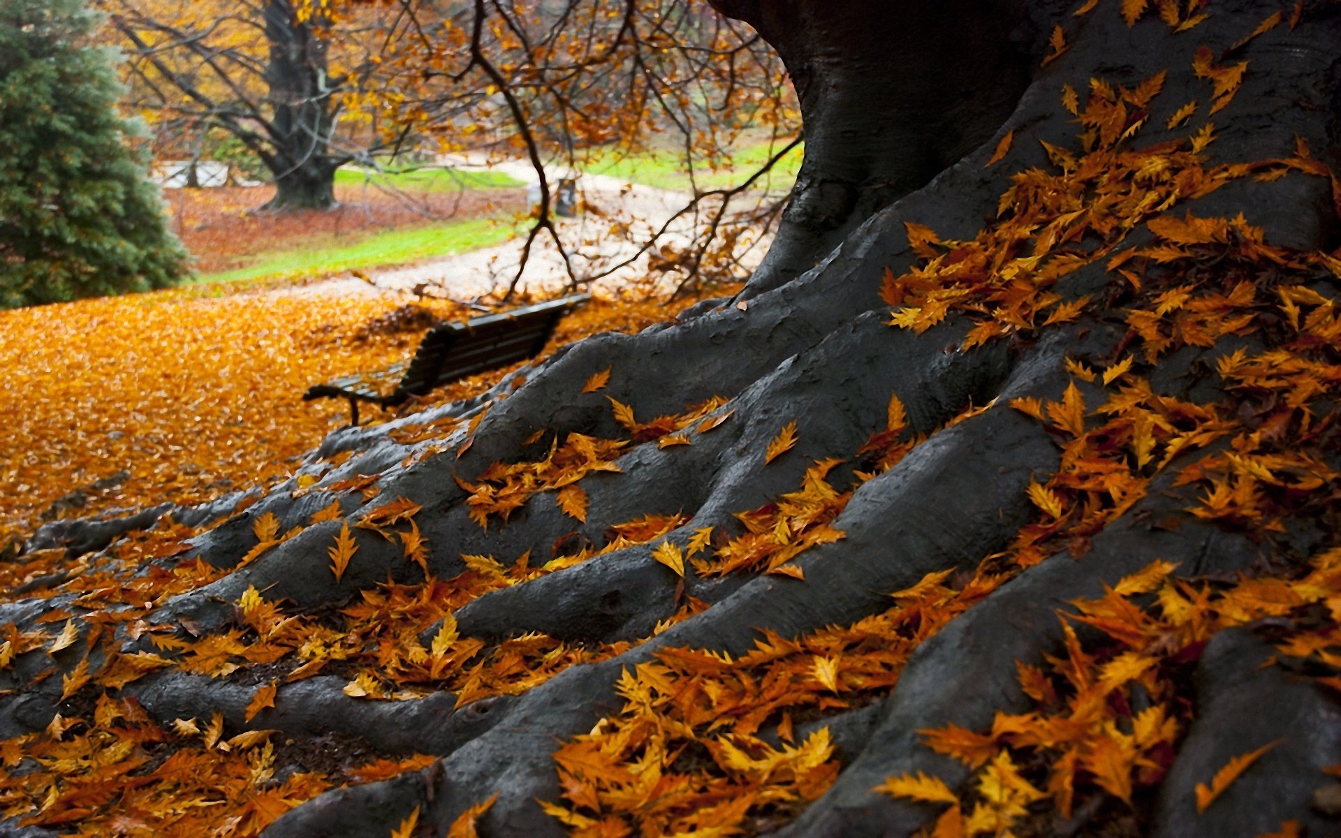 automne parc banc arbre feuilles