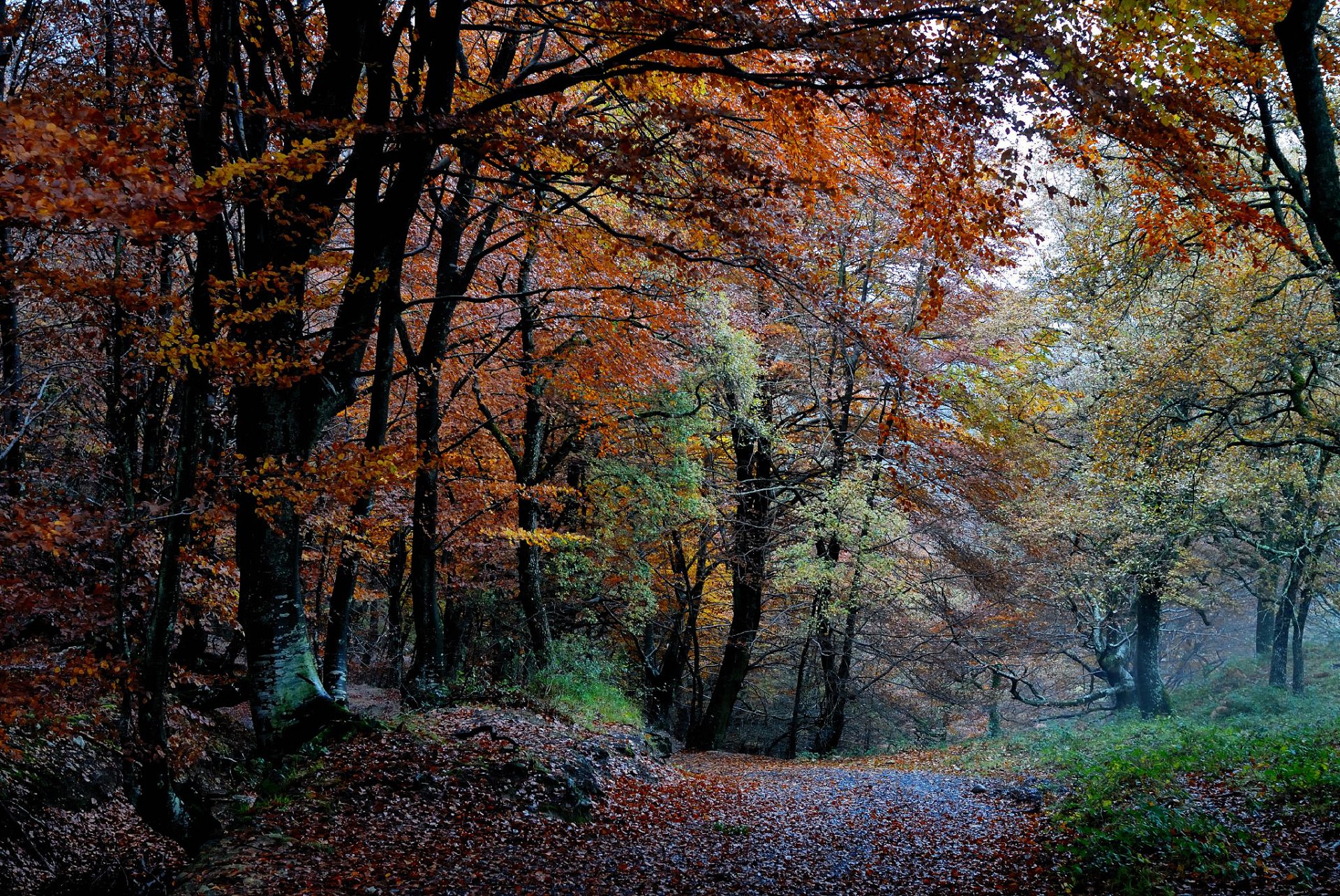 natura foresta autunno alberi fogliame vernice