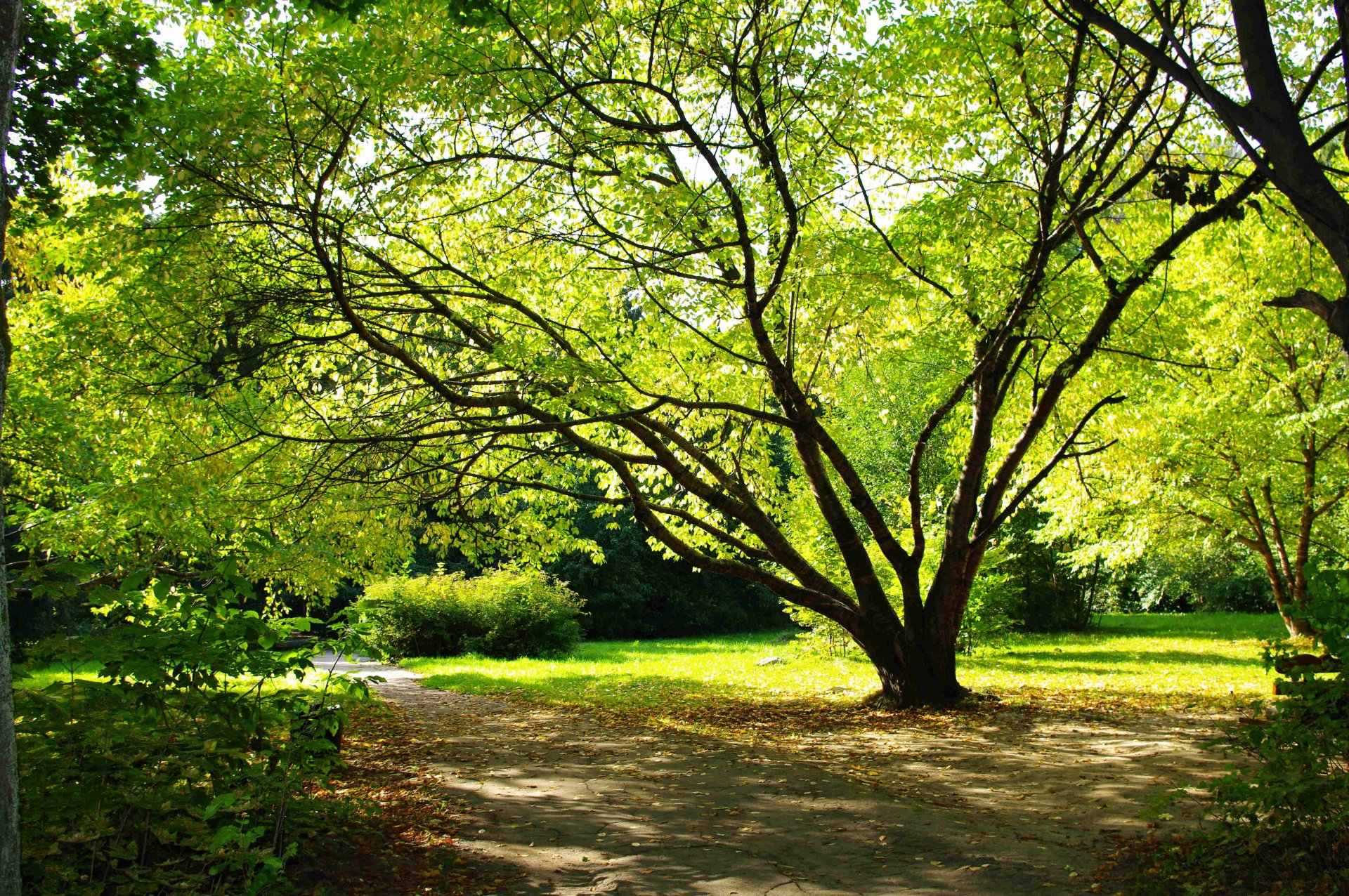 drzewo park liście lato ziemia rośliny natura romans