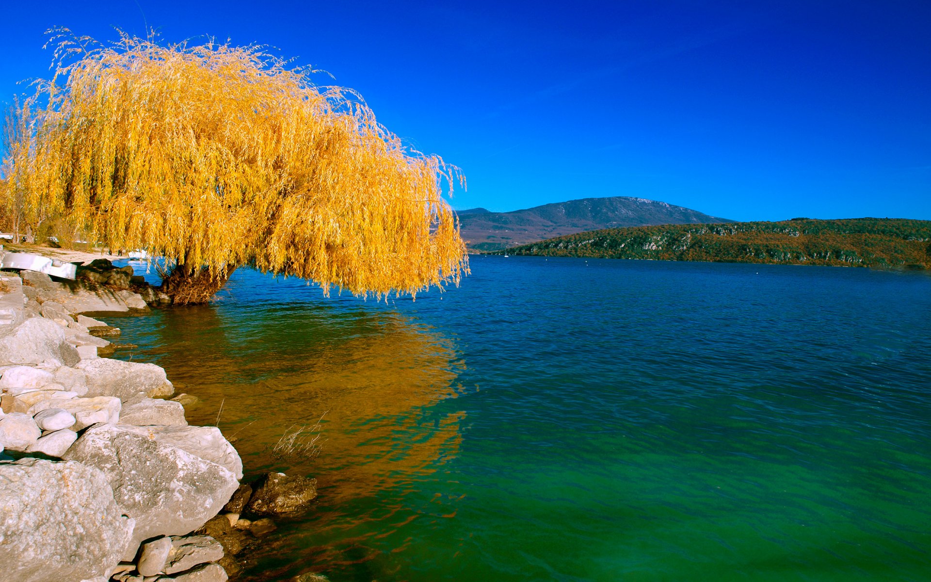 nature paysage lac arbre saule automne