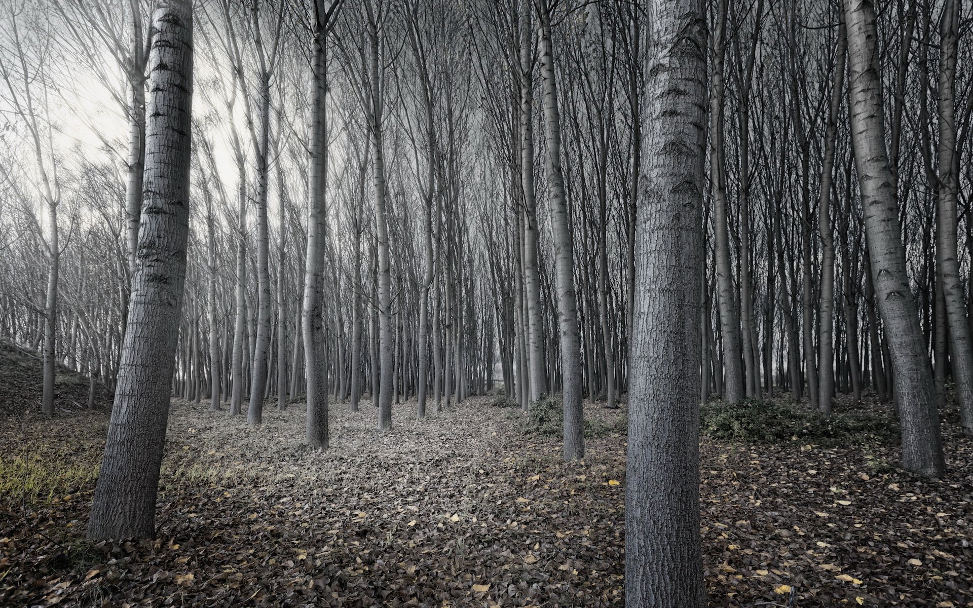 bosque árboles naturaleza