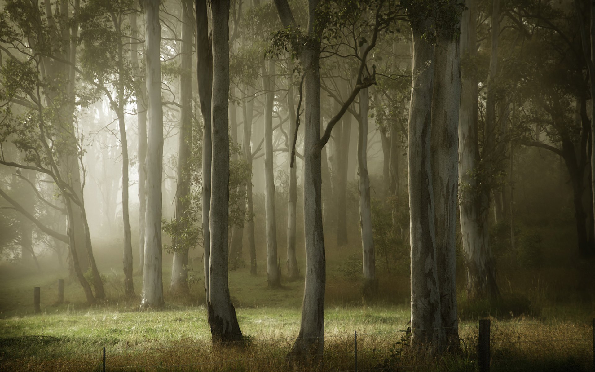 été arbres brouillard