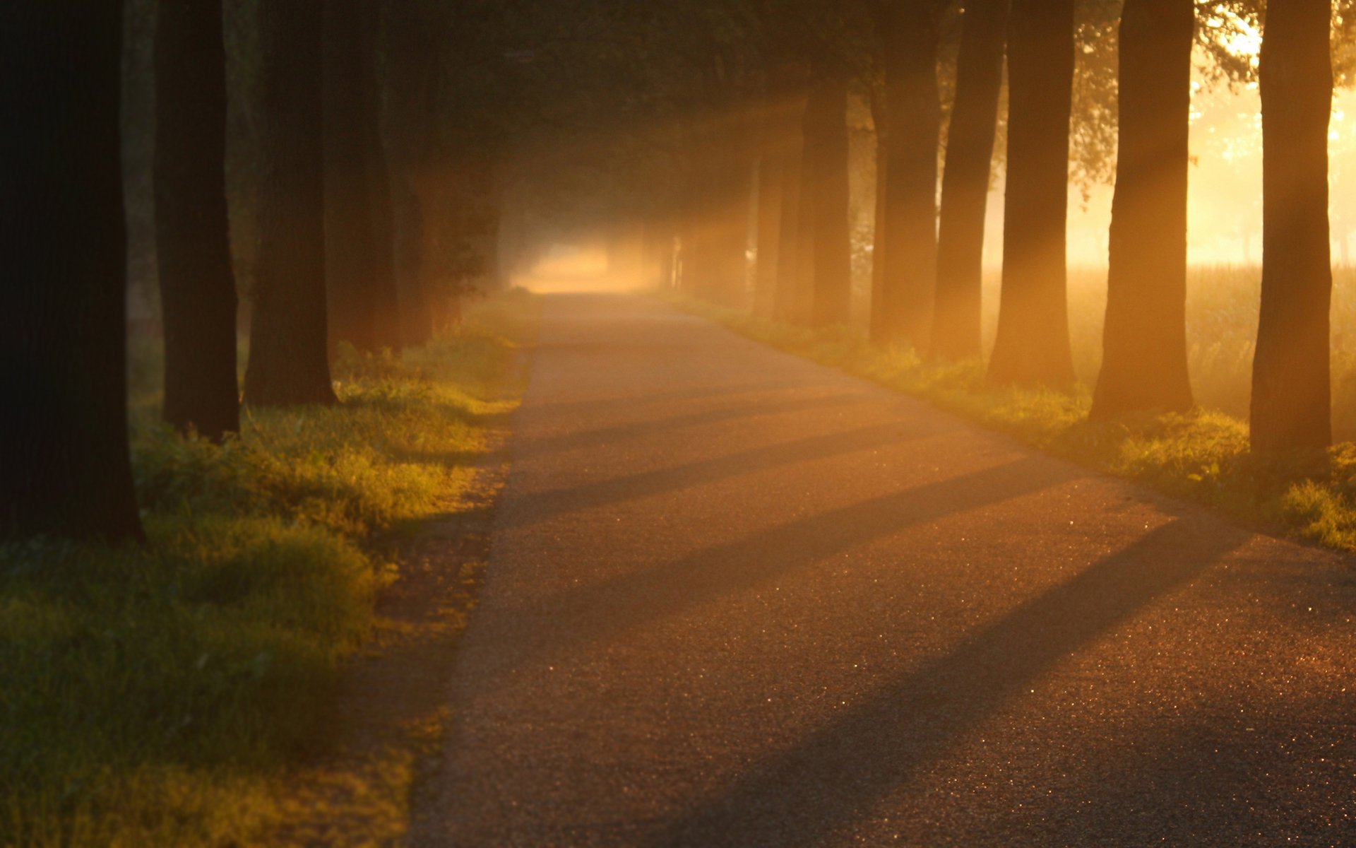 nature alley alleys road roads light tree trees foliage trunks asphalt beautiful wallpaper