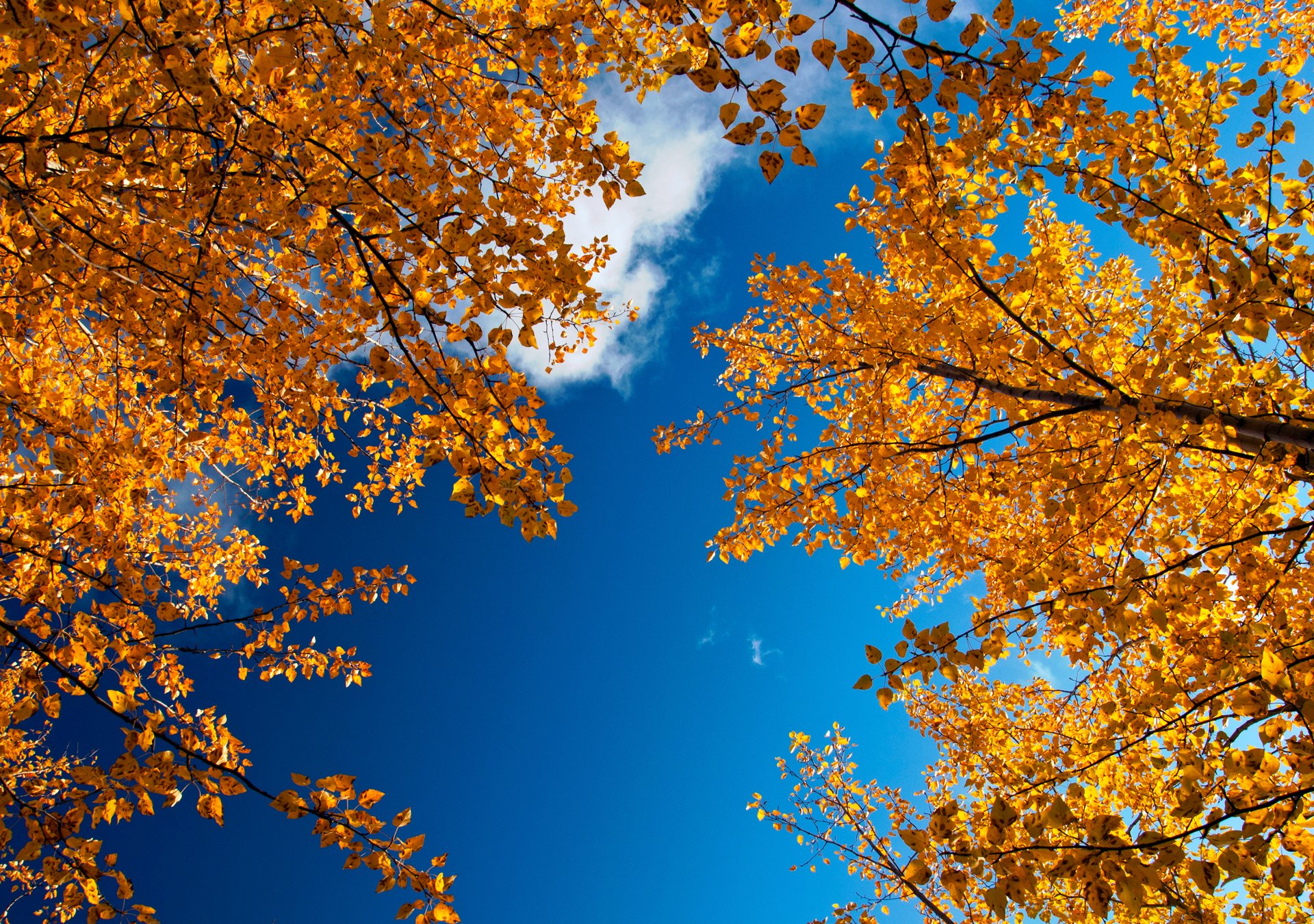 naturaleza otoño dorado ramas follaje cielo