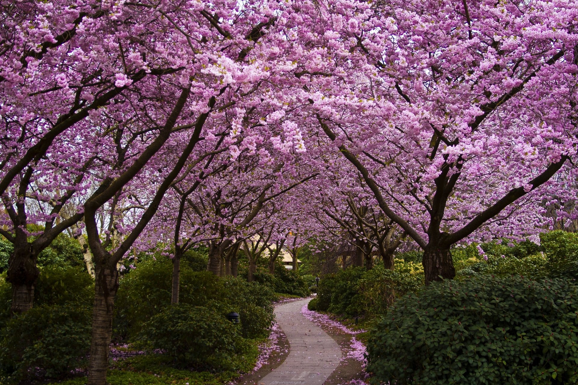 japan sakura tree flower bloom park alley bush