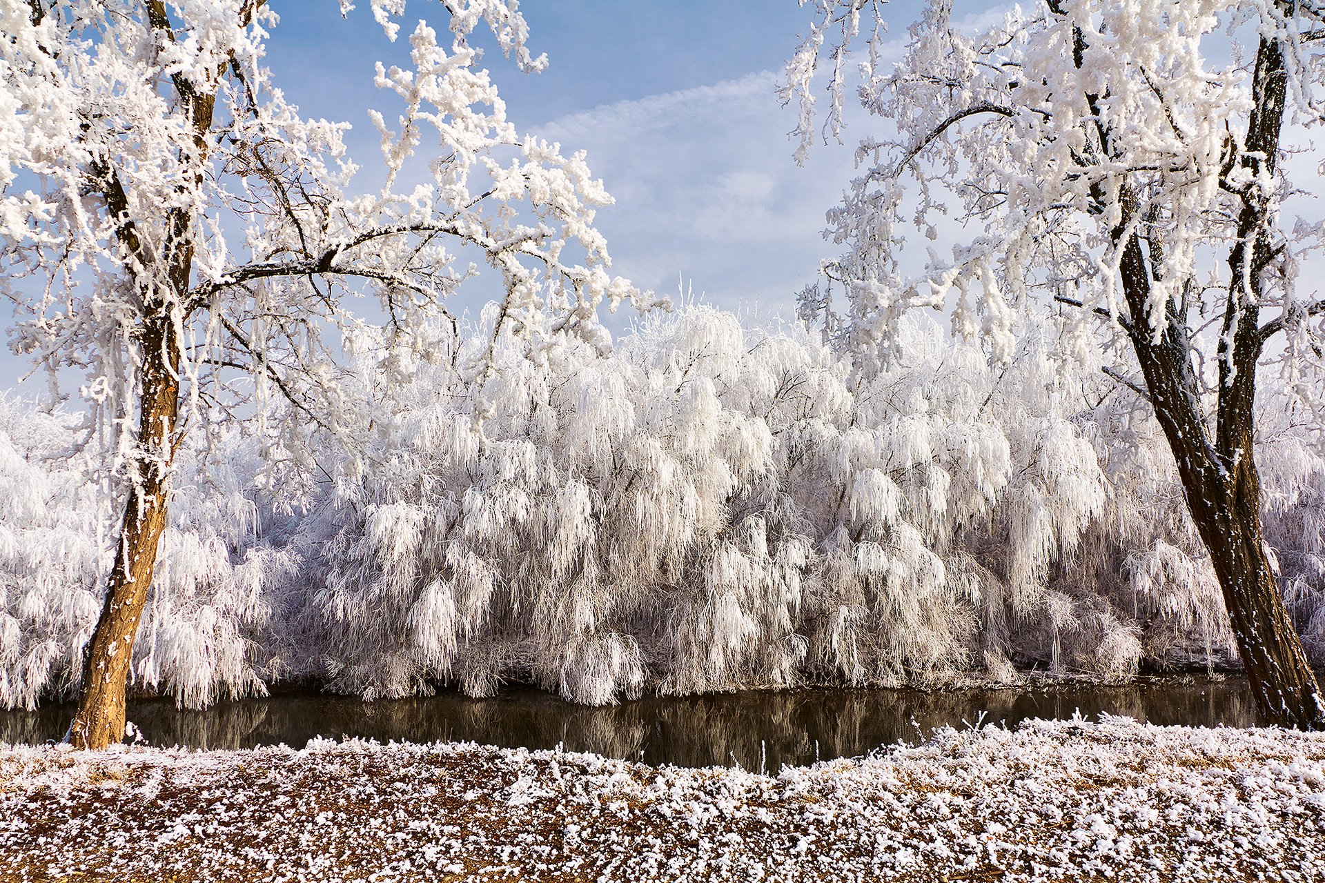 nature hiver rivière arbres saule givre