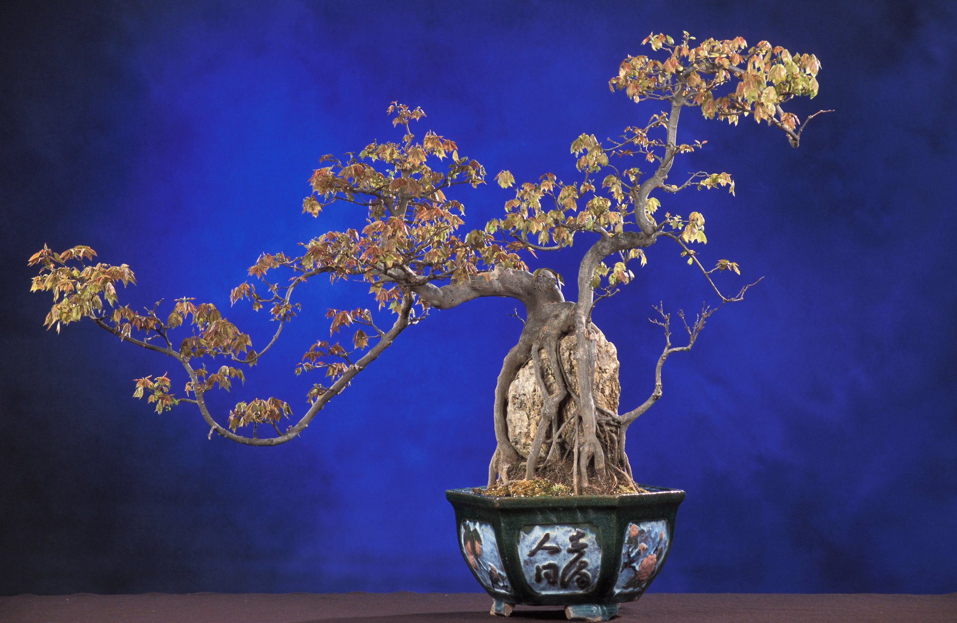 natura roślina drzewo bonsai niebieskie tło