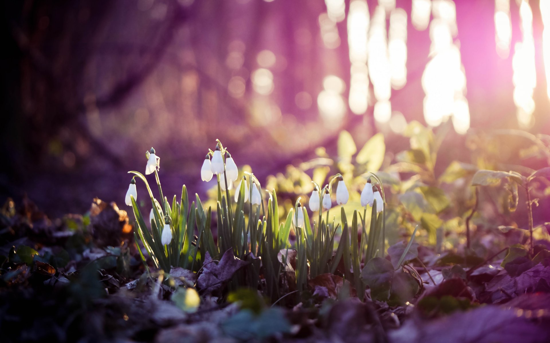 primavera campanillas de nieve primavera