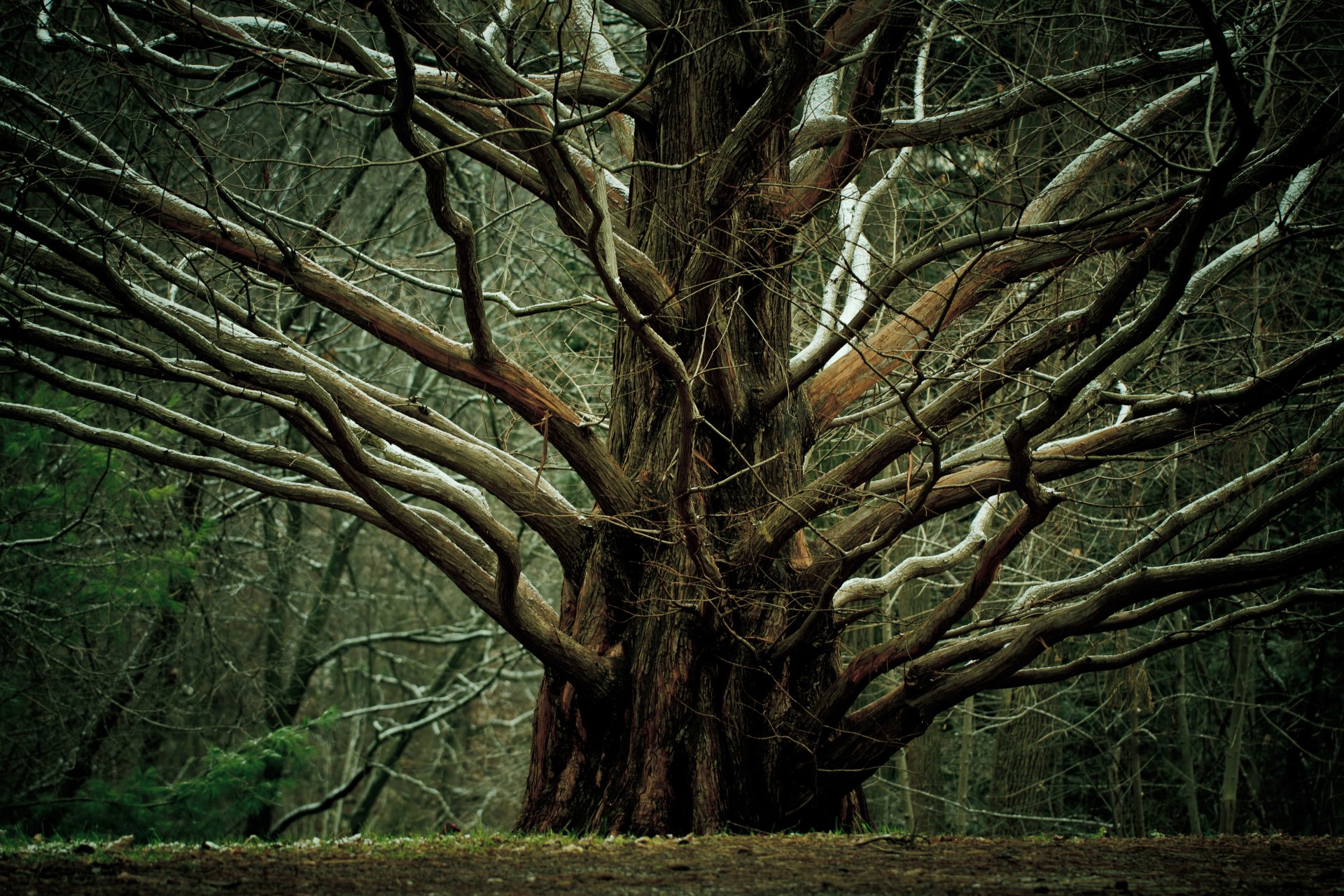 nature arbre branches grand