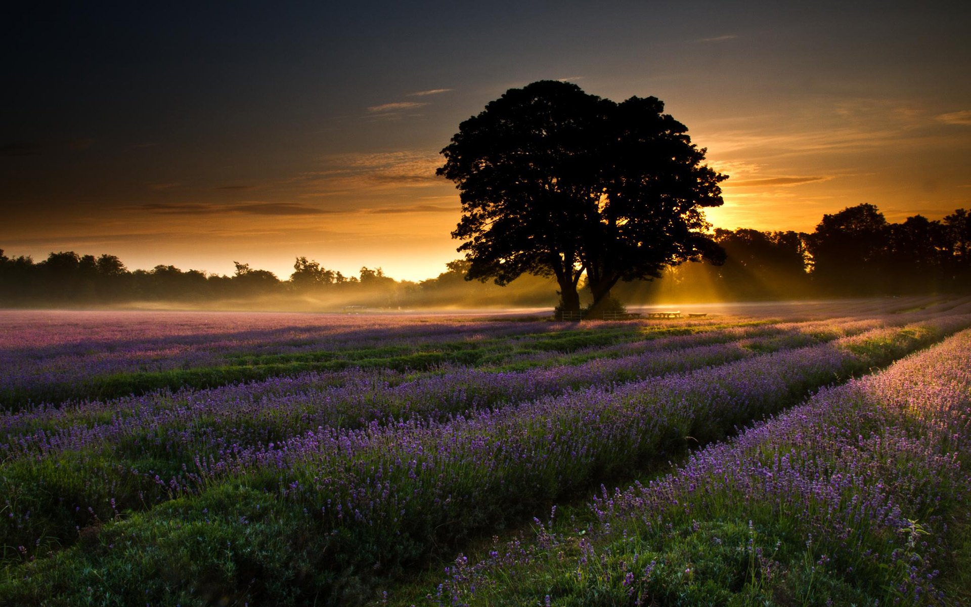 nature paysage champ lavande arbres aube