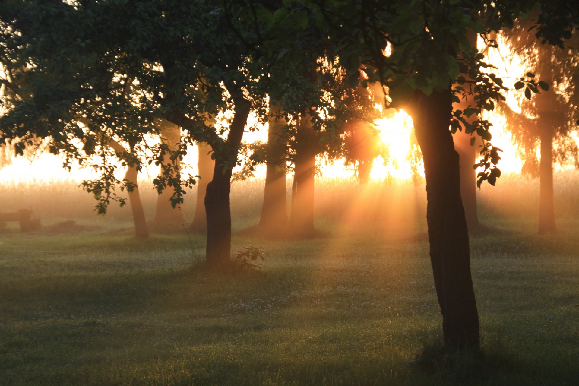 morgen morgendämmerung sonne strahlen licht bäume garten wald gras grün sommer natur