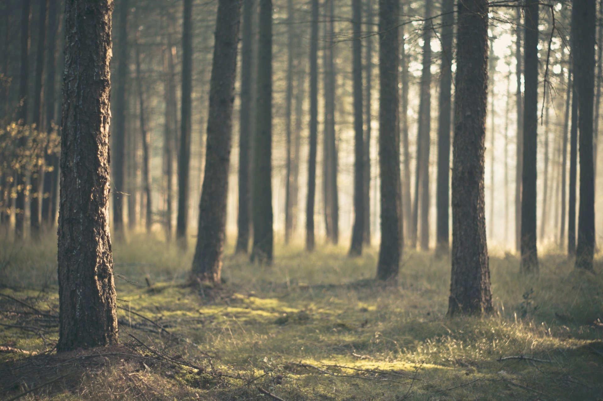 natur wald stämme bäume kiefern