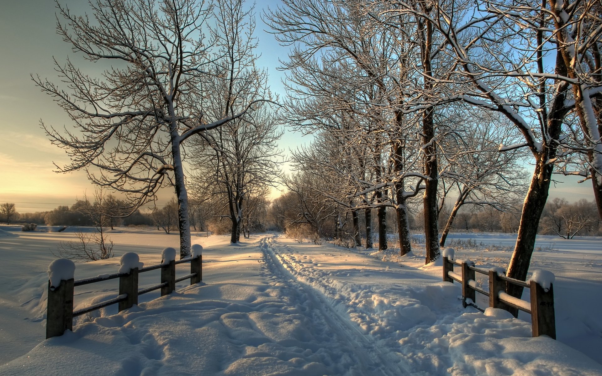 hiver neige arbres