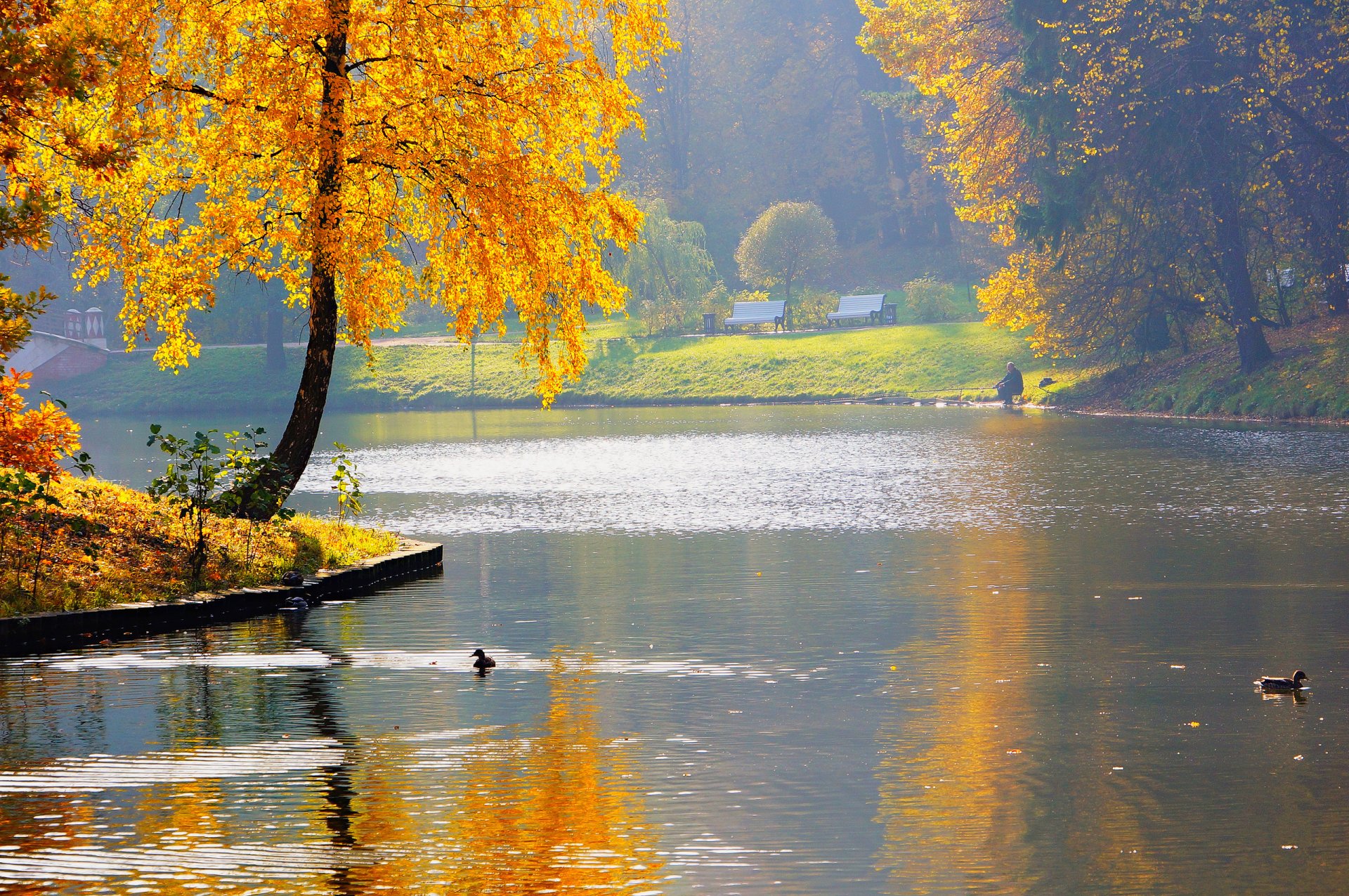 nature automne étang rivière parc pêcheur canards