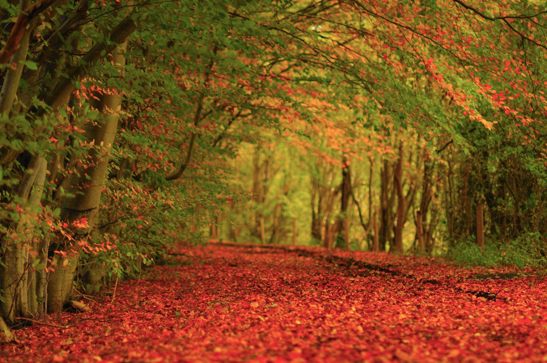 nature autumn tree foliage carpet