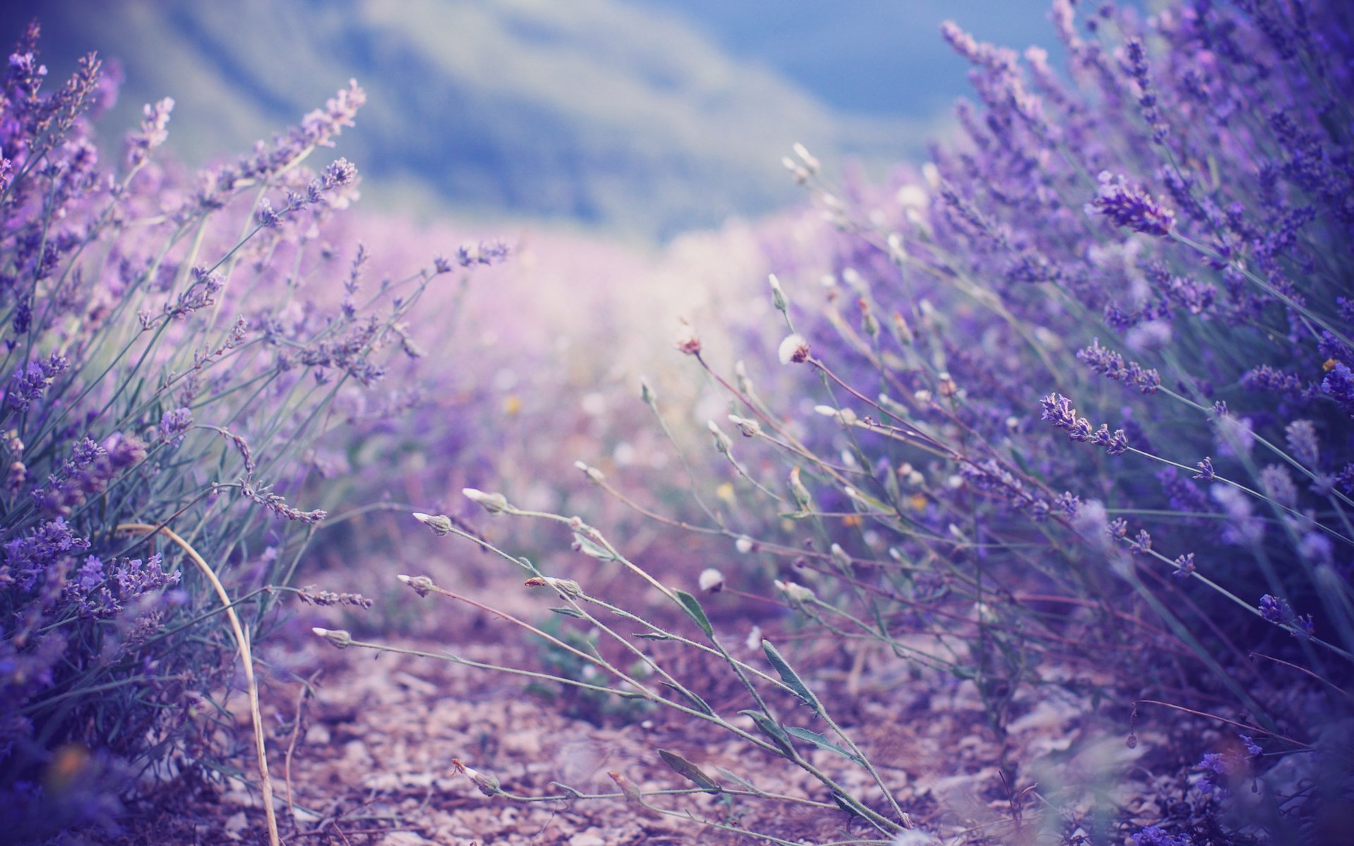 lavande lilas buissons