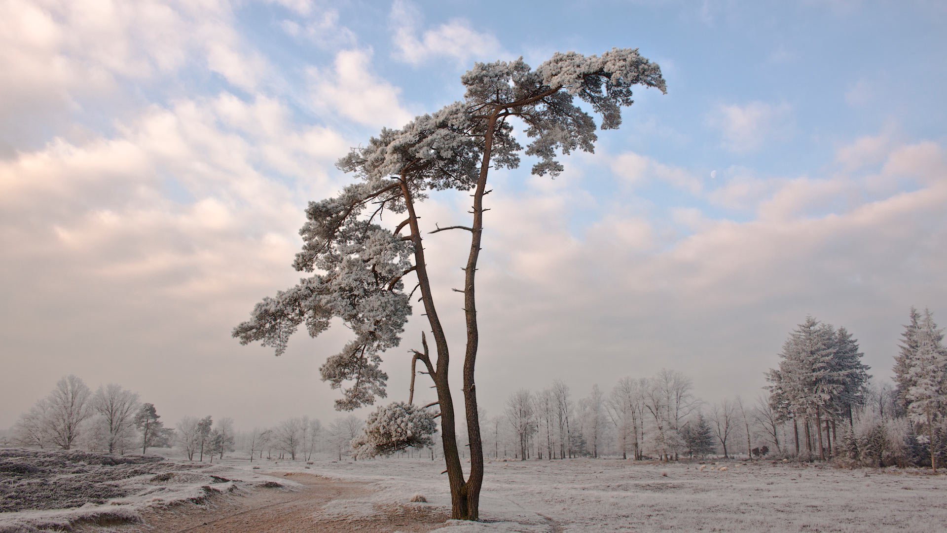 naturaleza árbol invierno nieve frío paisaje papel pintado