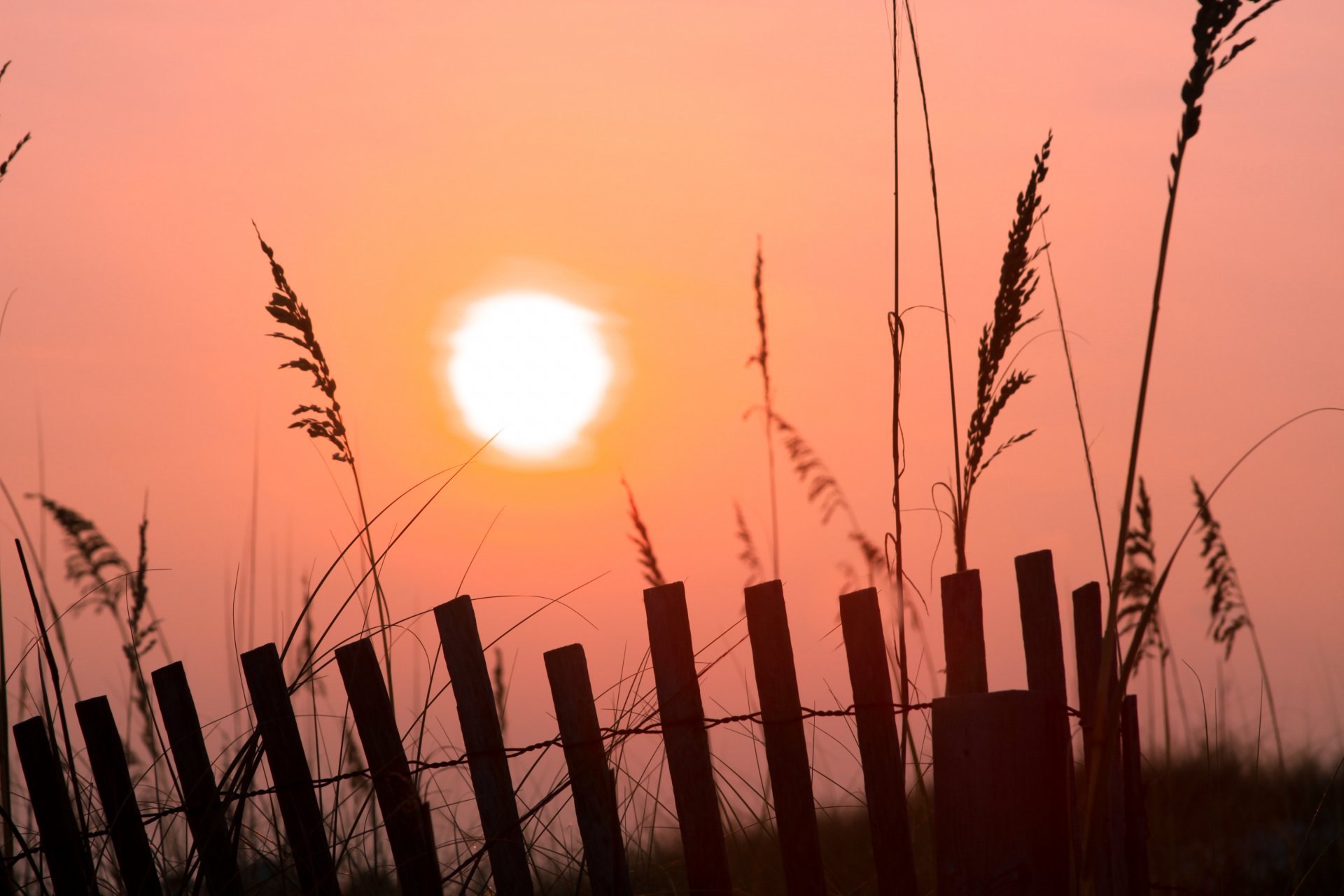 morning dawn pink sun fence fence grass fog