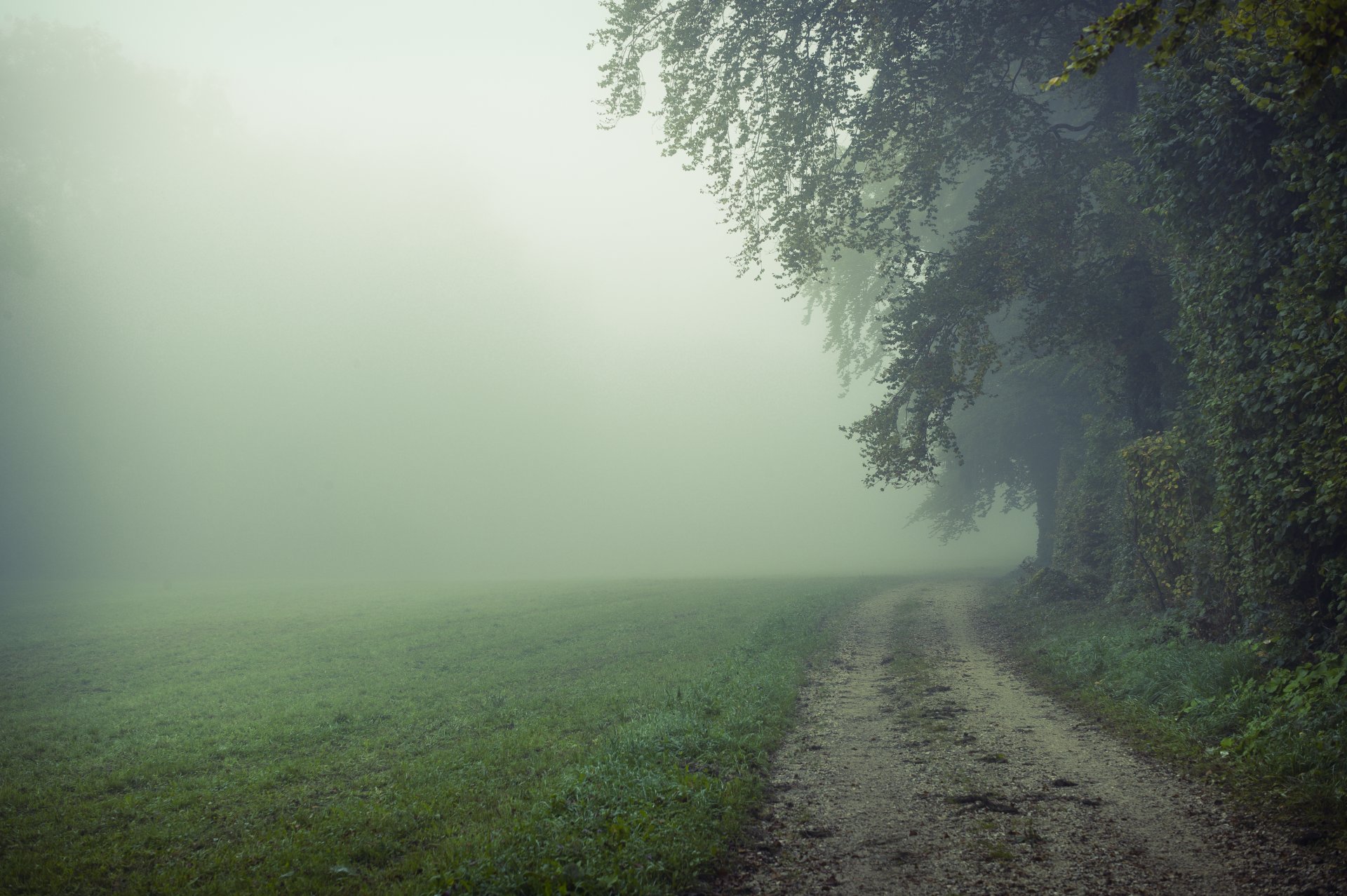 nature champ route brouillard matin