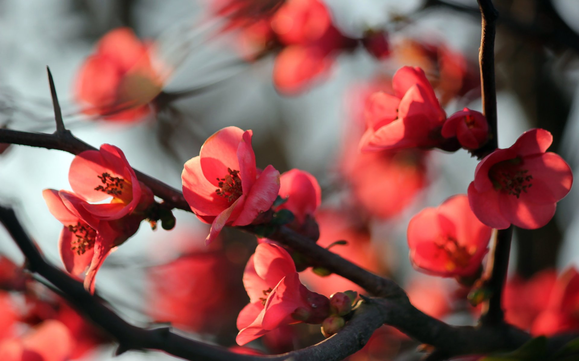 baum blumen zweige