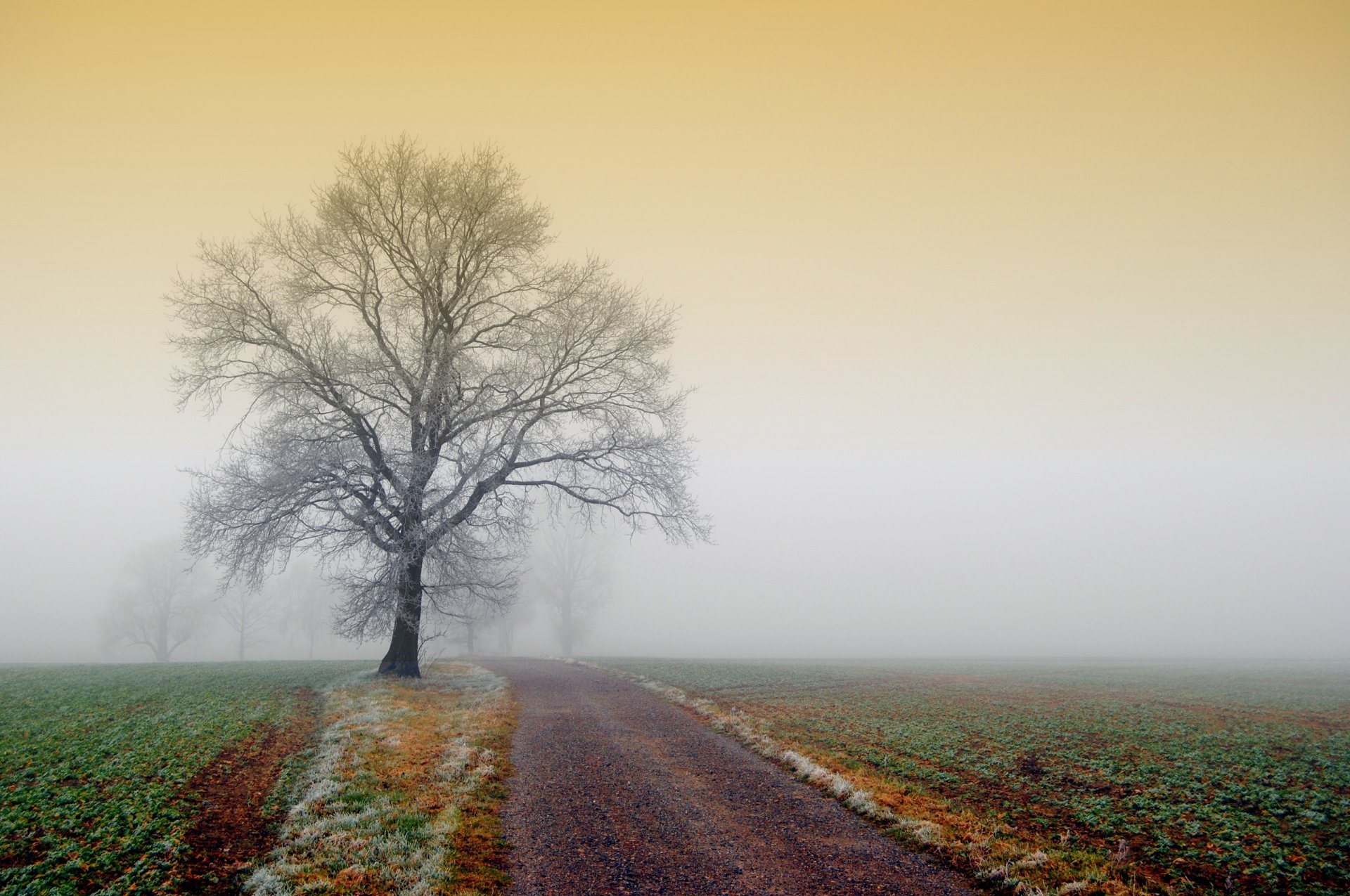 nature fog tree frost the field road