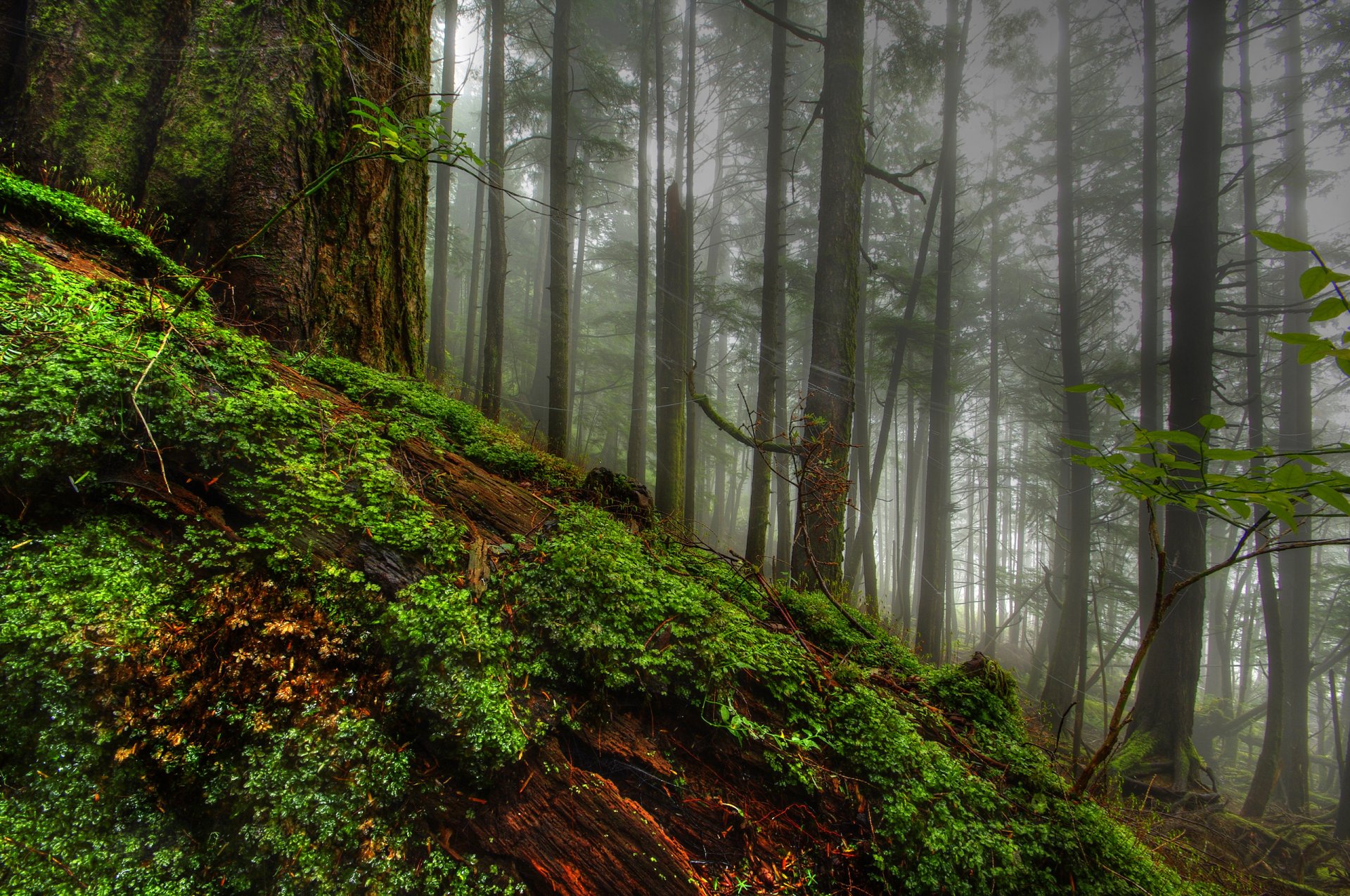 natura foresta alberi albero muschio erba