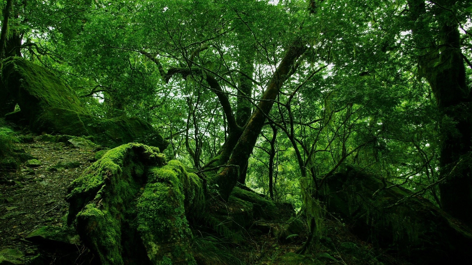 tapeta 1920x1080 natura widok las drzewa zieleń kamień mech rośliny gałęzie gałęzie liście liście pień korona zielony zmierzch