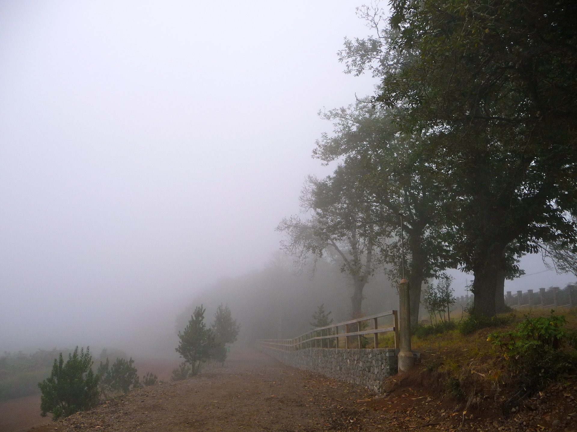 alberi recinzione strada pendenza nebbia