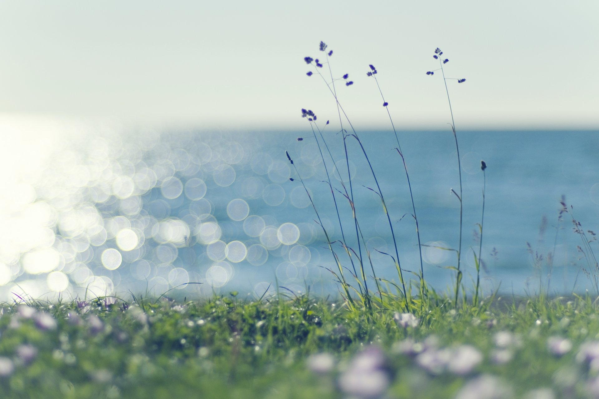 erba prato prato verde verde piante spighette mare acqua abbagliamento luce sole vento estate caldo natura