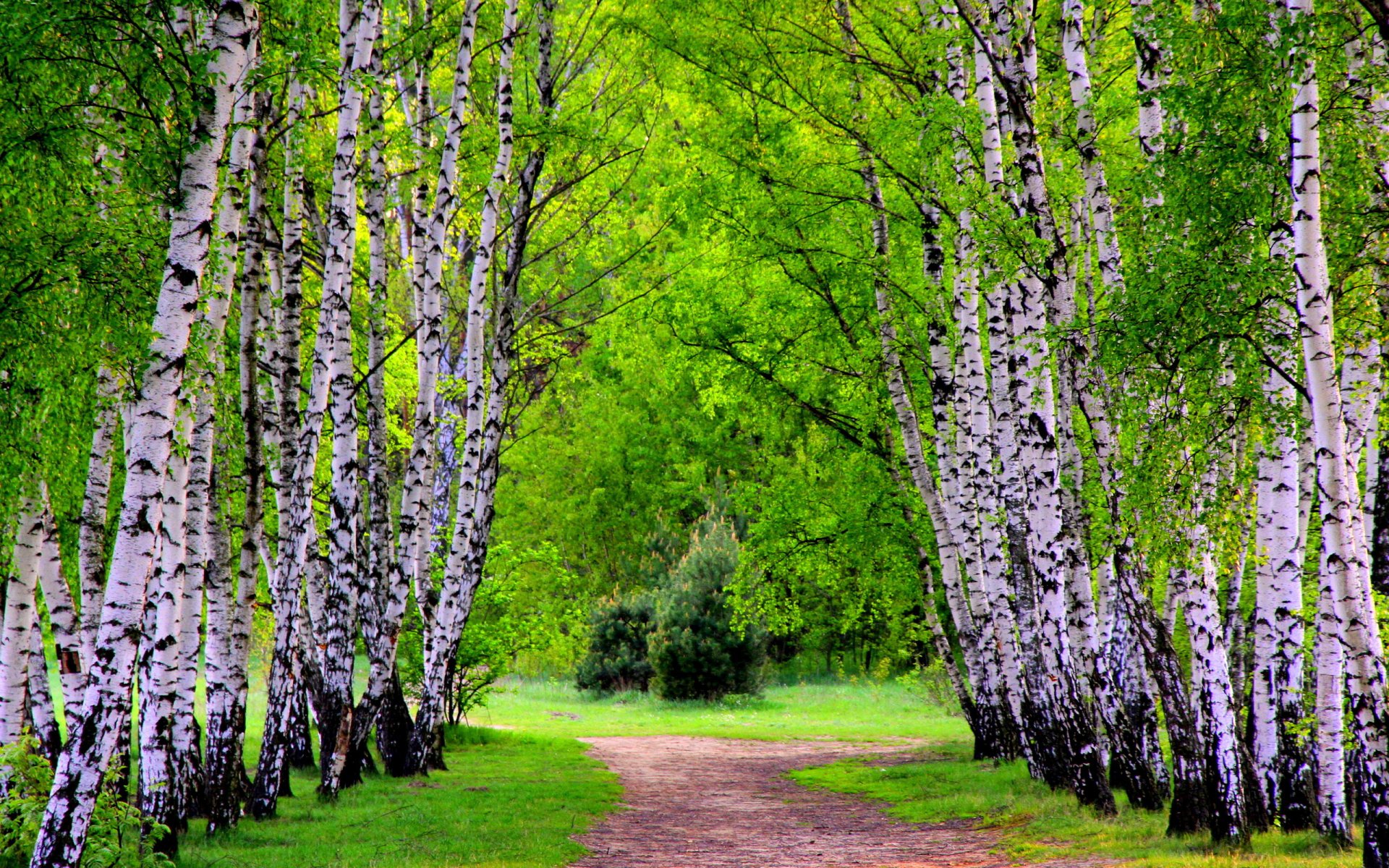 forest tree alley trail green grass spring