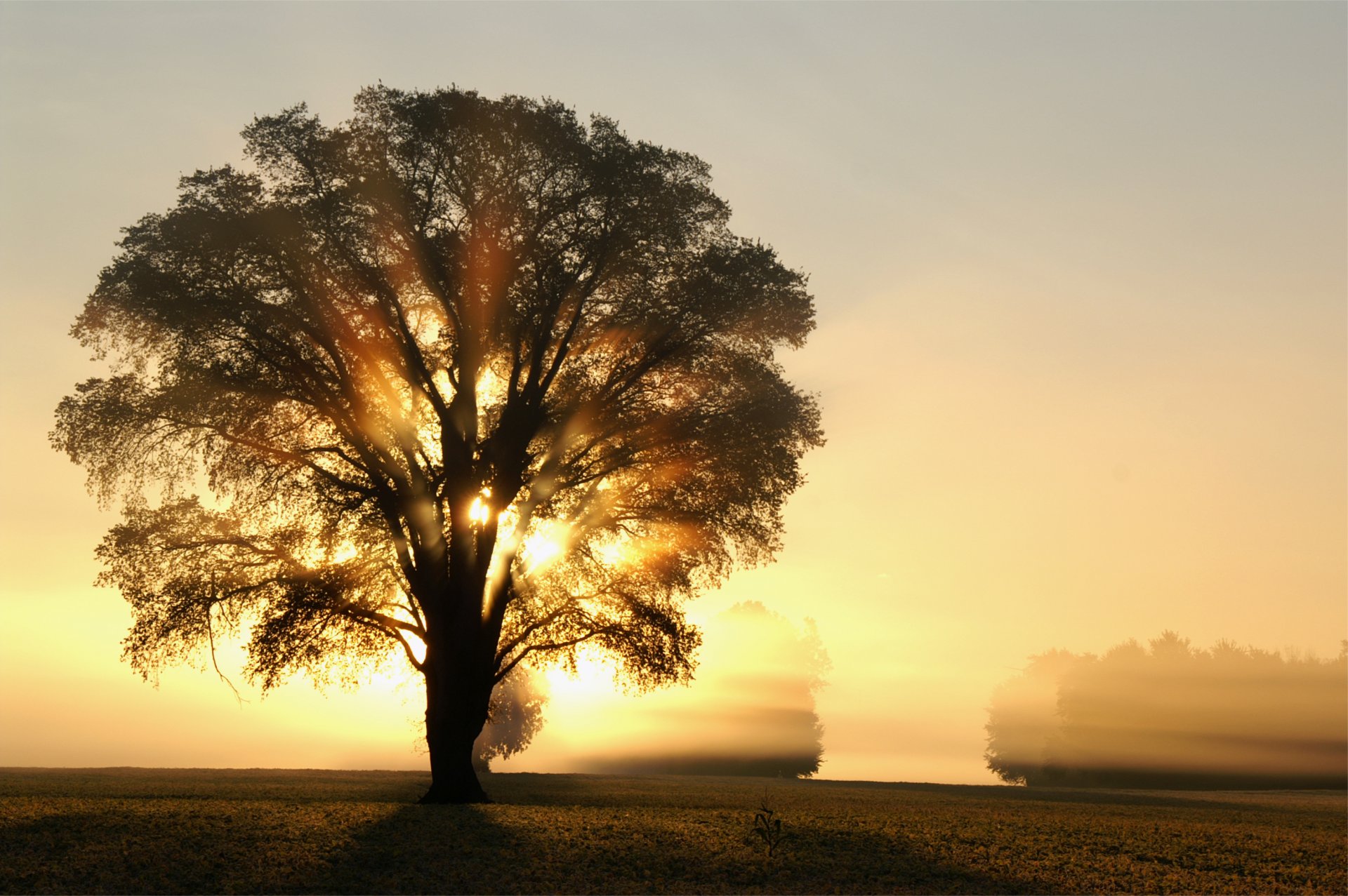 morgen dämmerung sonne licht strahlen baum bäume feld