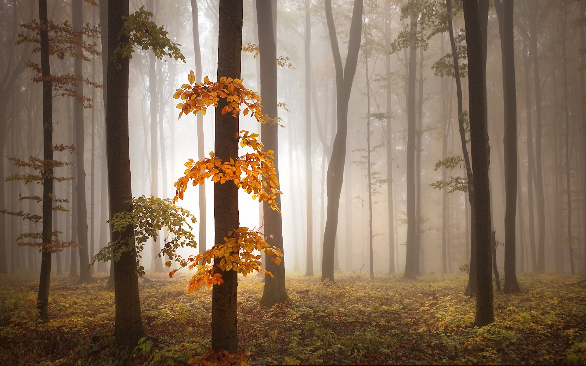 autunno alberi nebbia