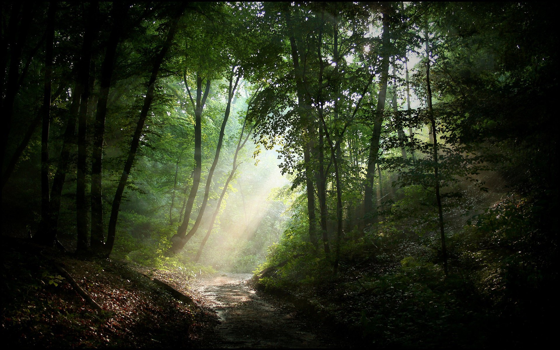 natur wald straße licht