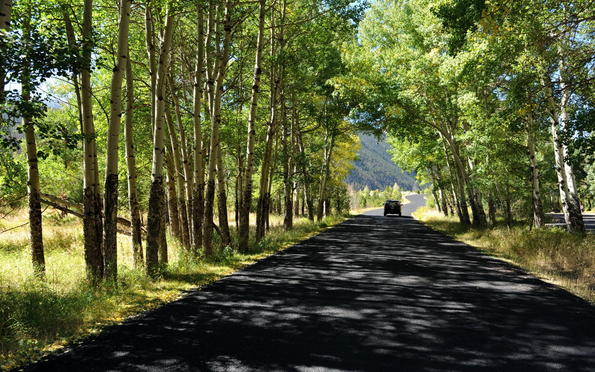 route arbres été