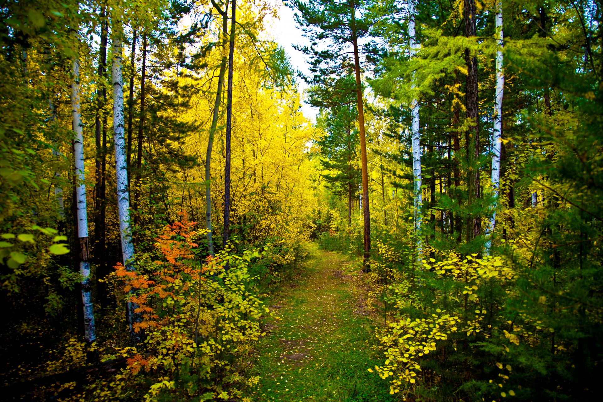 natur wald herbst wanderweg