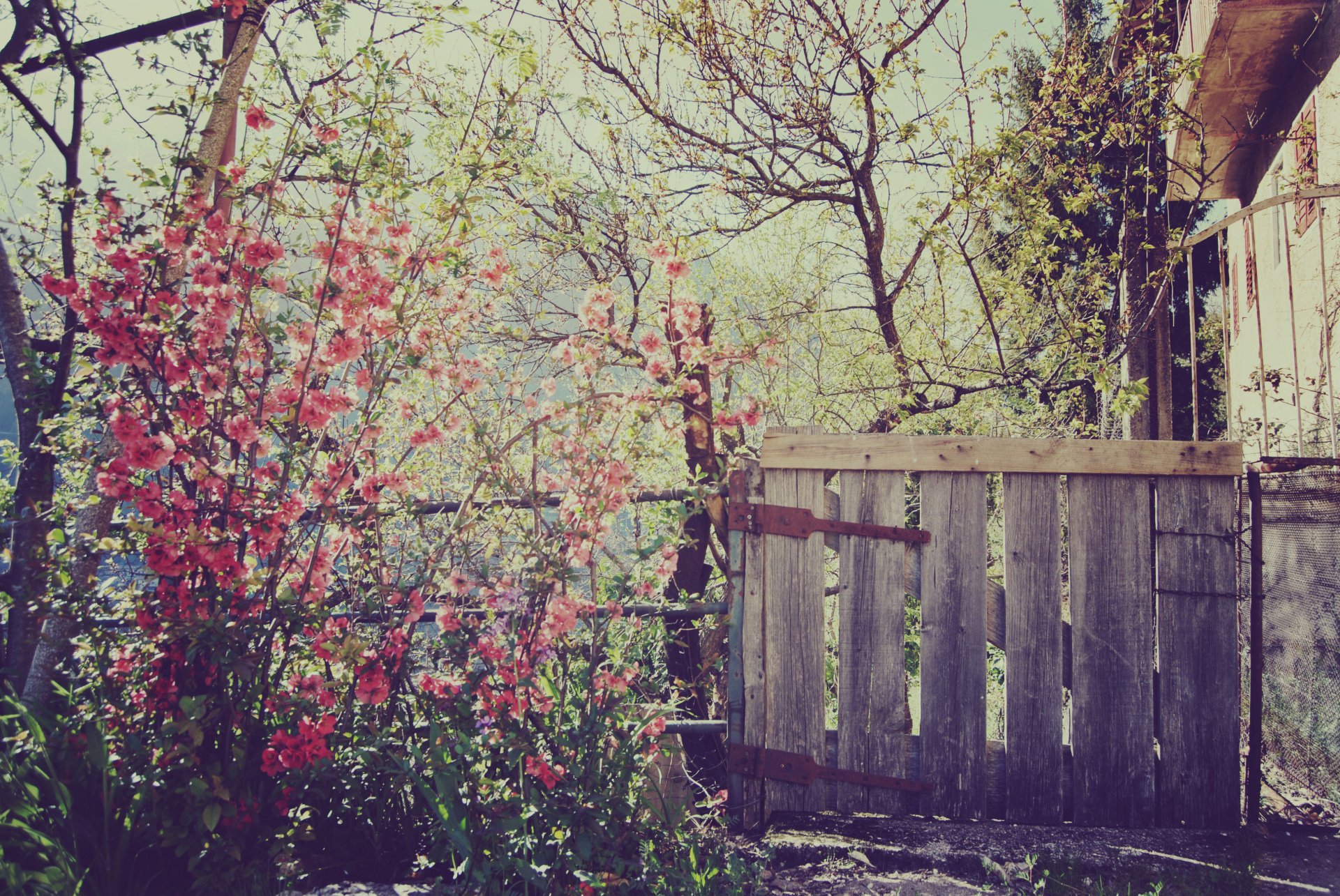 naturaleza casa cerca puerta primavera flores