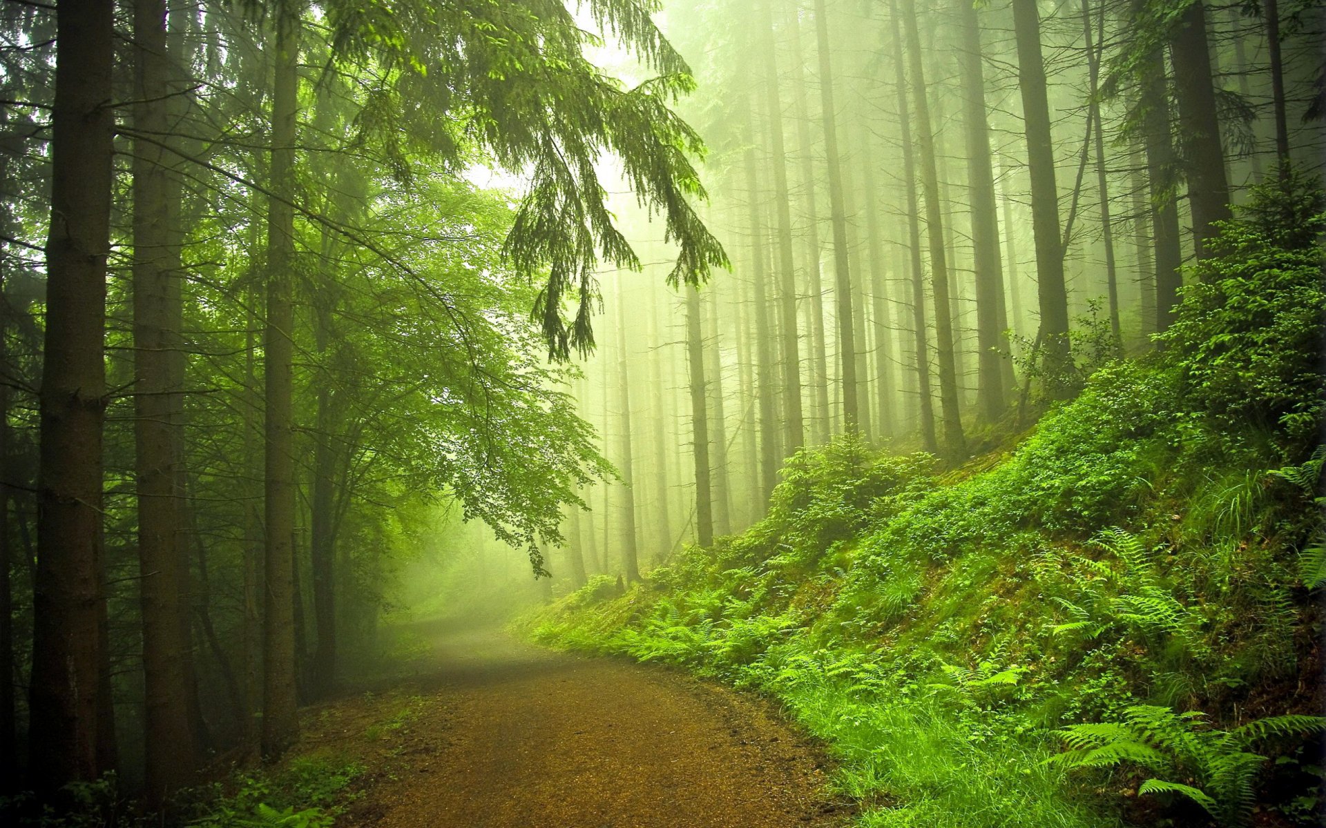 wald straße natur