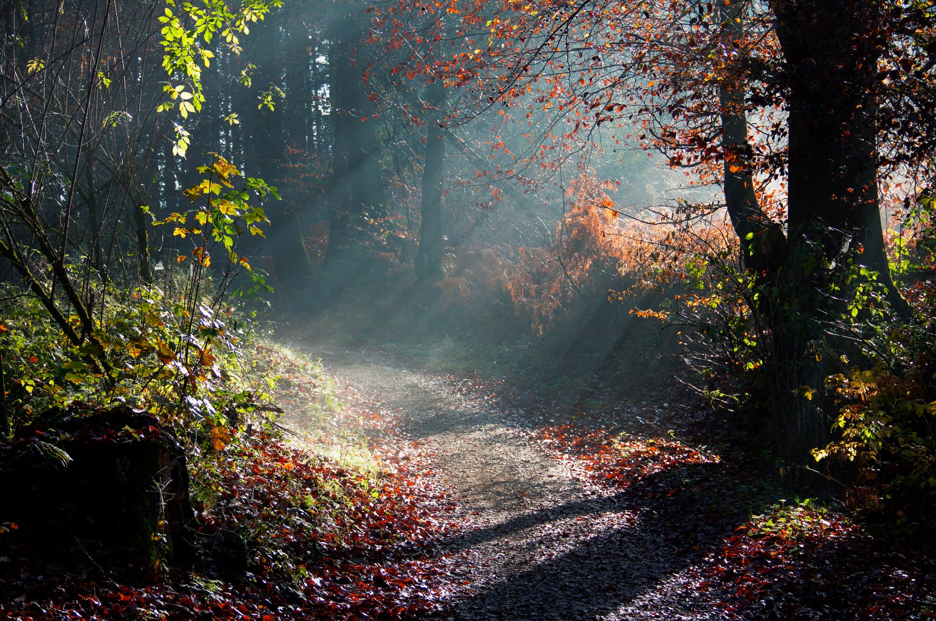 naturaleza otoño árboles mañana luz rayos